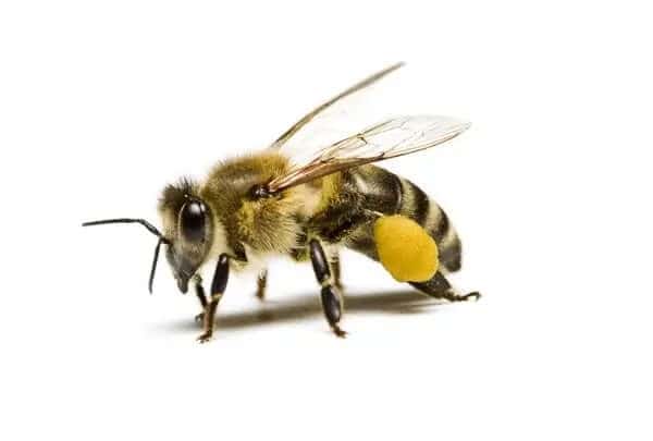 Beekeeping in the beginning
