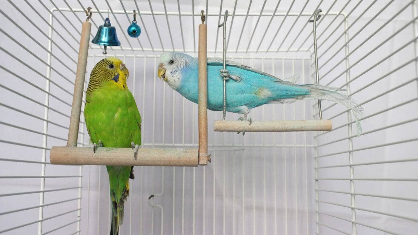 Pet Budgies on Wooden Swing
