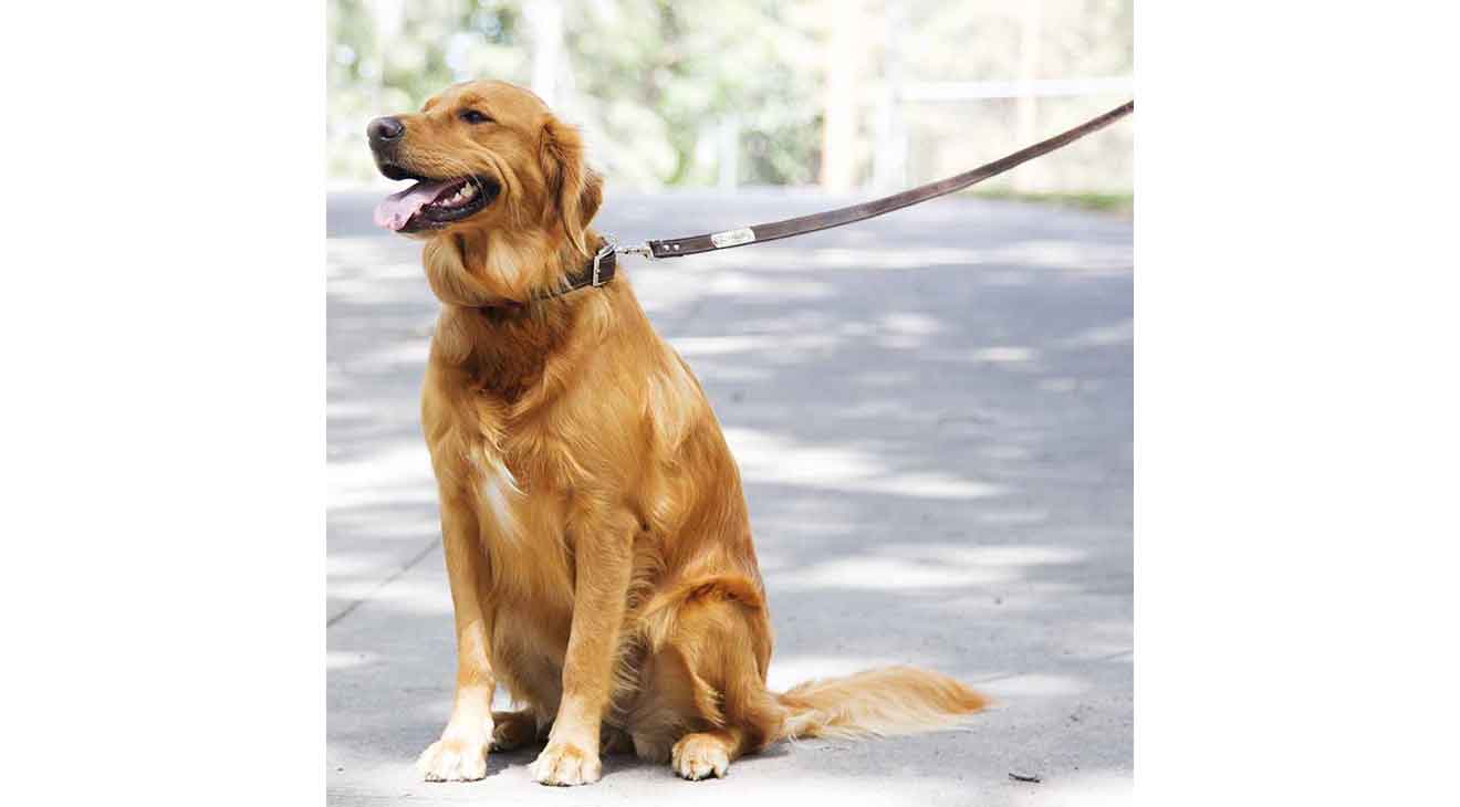 Nylon Dog Leashes vs Leather Dog Leashes
