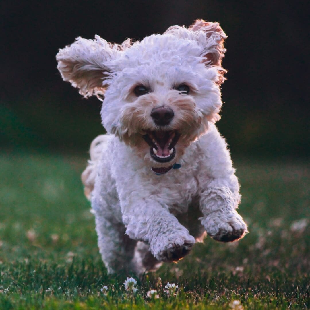 Train Your Puppy with Healthy Organic Treats