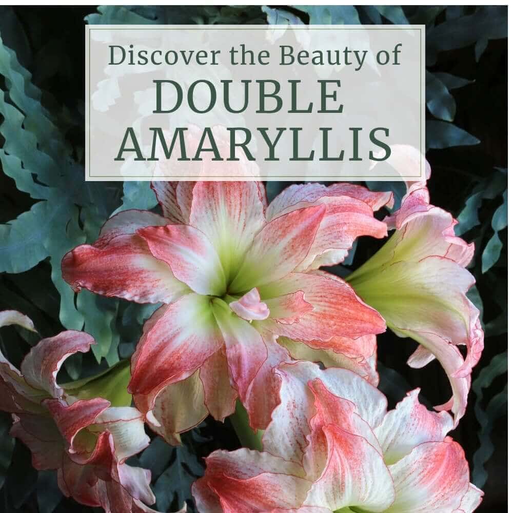 Discover the Beauty of Double Amaryllis - Longfield Gardens