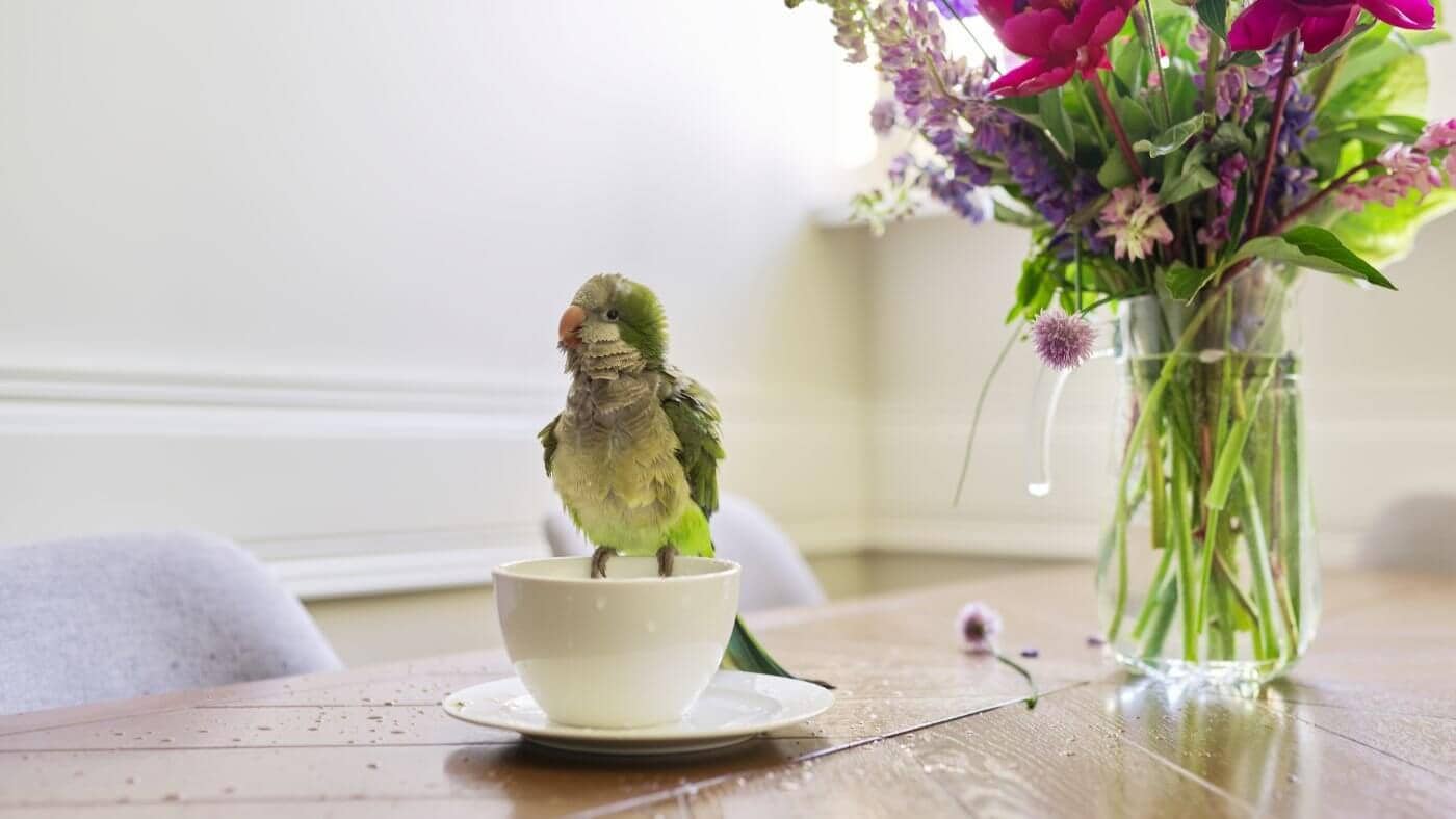 Quaker Parrot Bathing in a Teacup