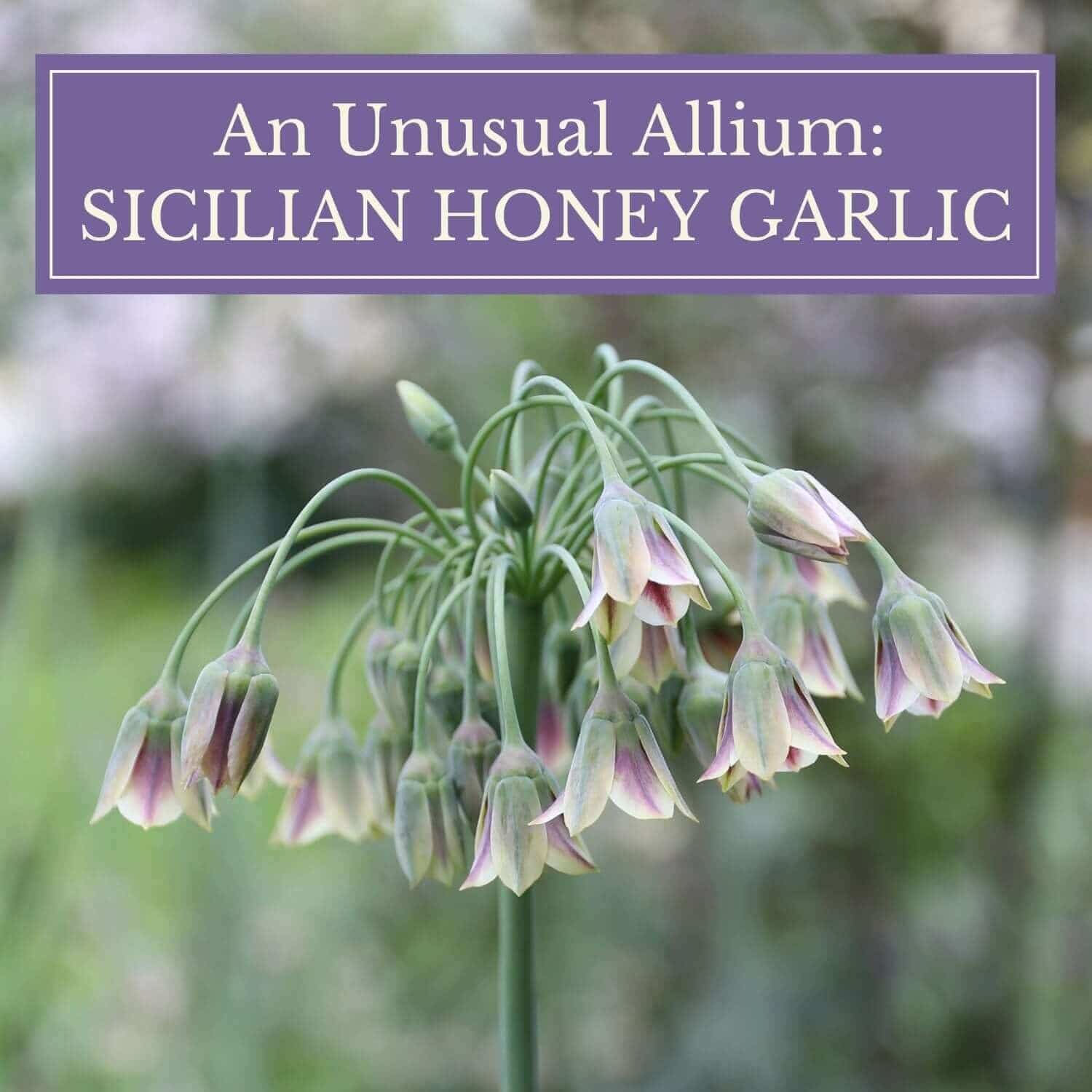A Wonderful Allium by Any Name: Sicilian Honey Garlic