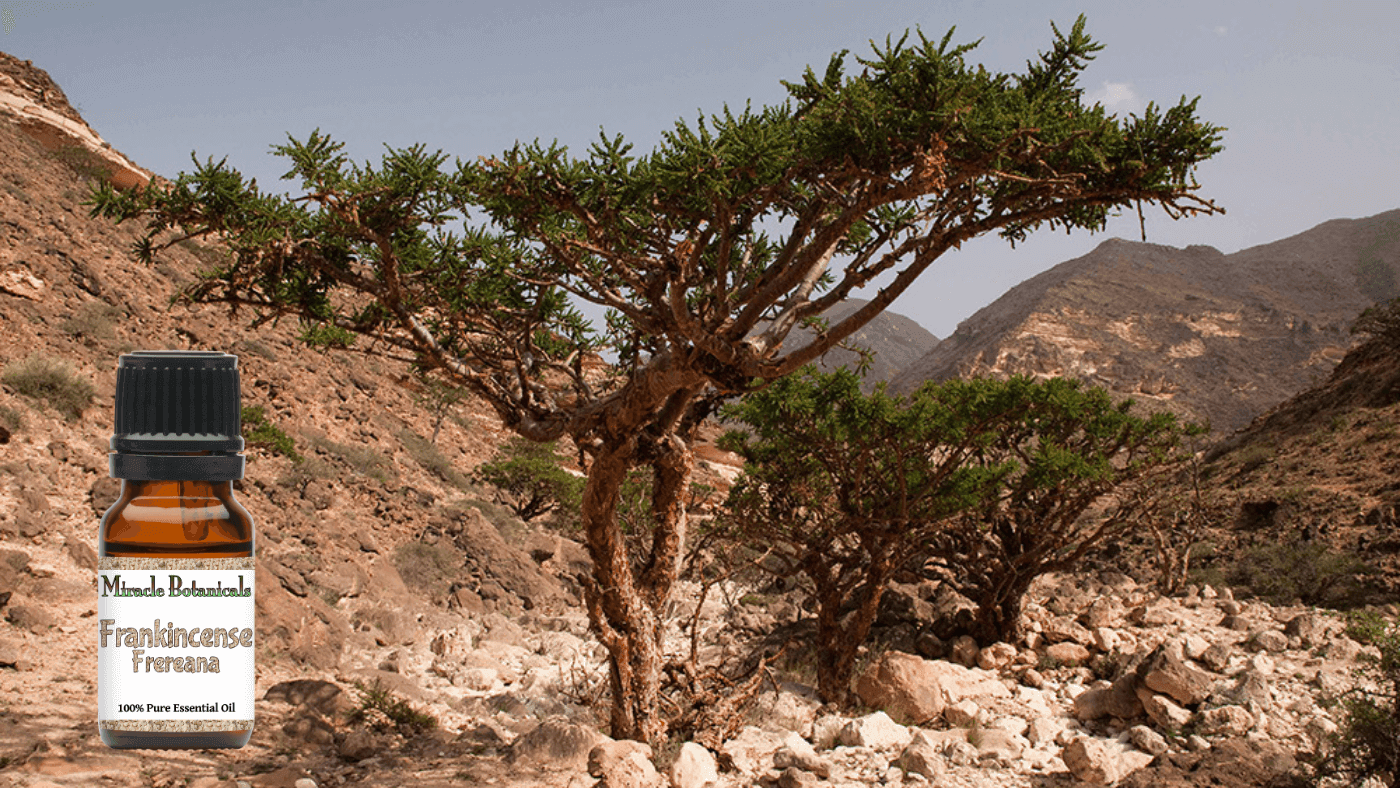 Frankincense Frereana Essential Oil by Miracle Botanicals with a beautiful frankincense tree in the mountains