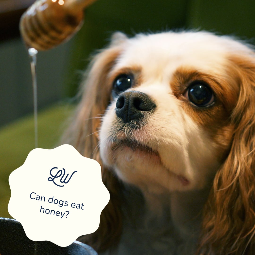 Honey for Dogs: Can my pup enjoy this sweet indulgence?