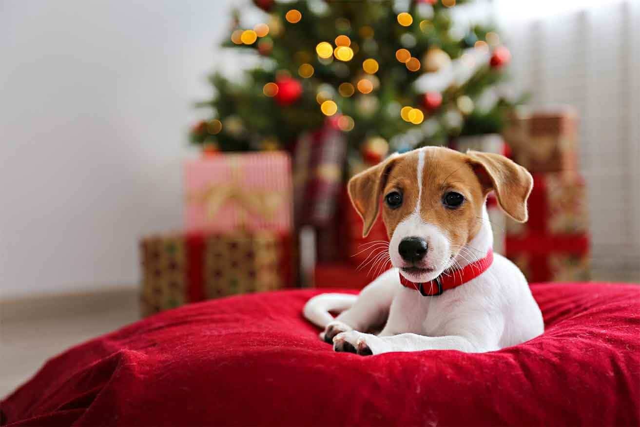 Christmas Gifts for the Dog Lover Without a Dog