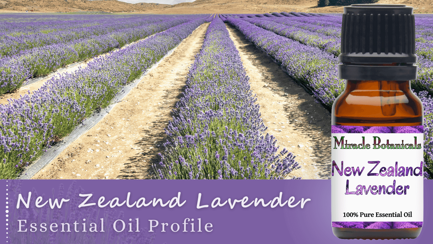 New Zealand Lavender Essential oil by Miracle Botanicals, alongside a beautiful field of lavender plants