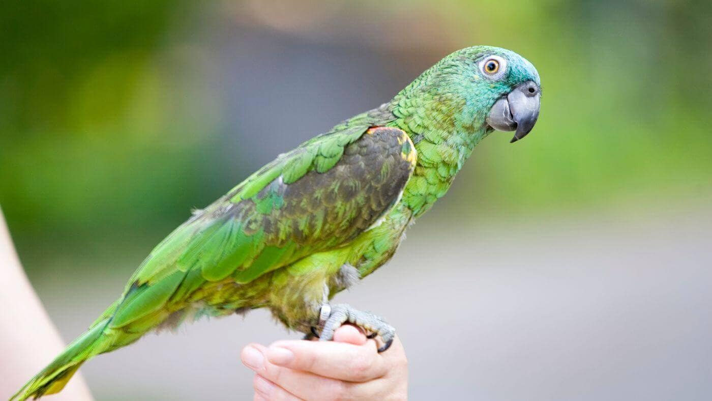 Helping a Stressed Parrot