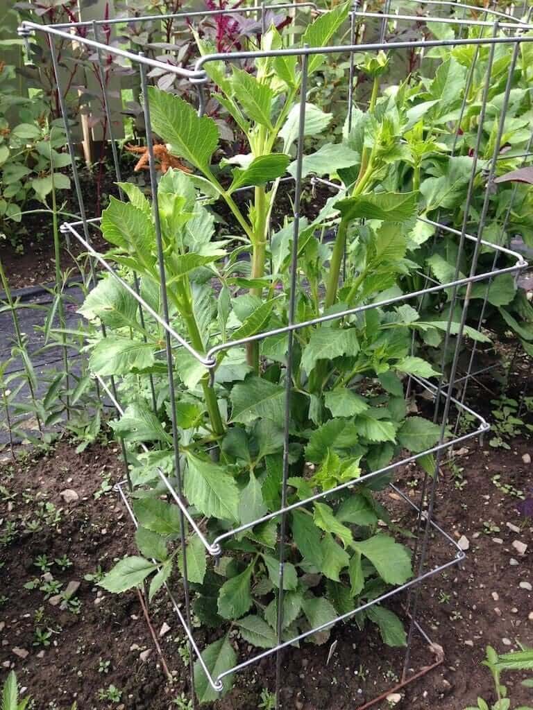 Best Options for Staking Dahlias - Longfield Gardens
