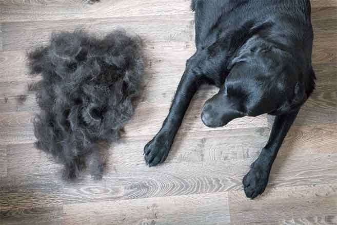 Why Dogs Shed and How to Reduce It