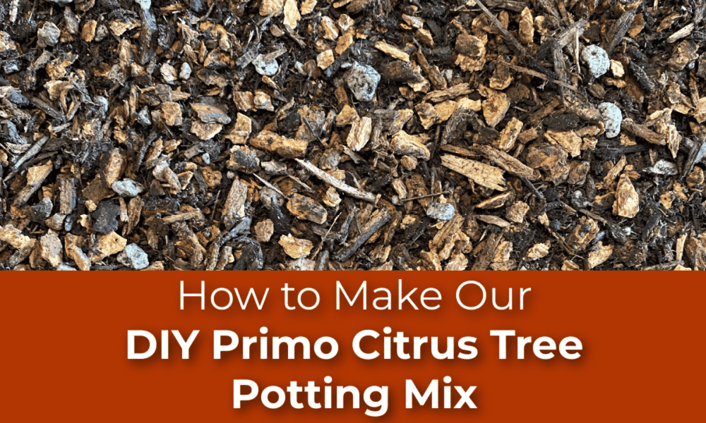 Try Primo Citrus Tree Potting Mix for Your Fruit Trees
