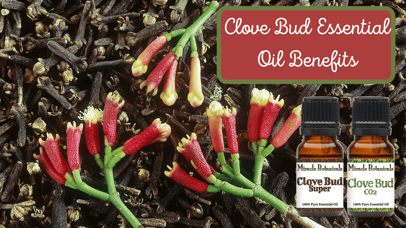 Clove Essential Oil Benefits