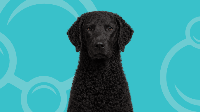 Curly-Coated Retriever Temperament