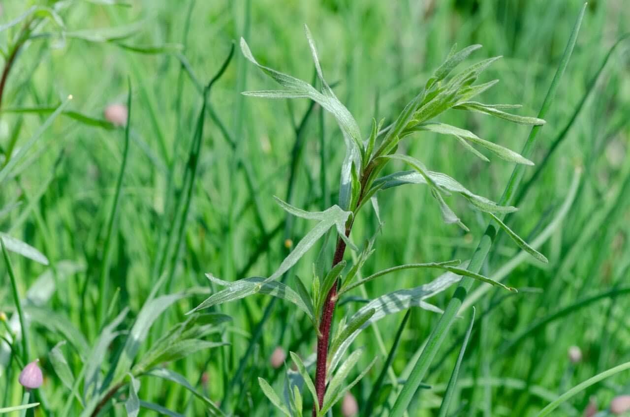 French Tarragon: The Quiet Sophistication Behind Classic Flavor