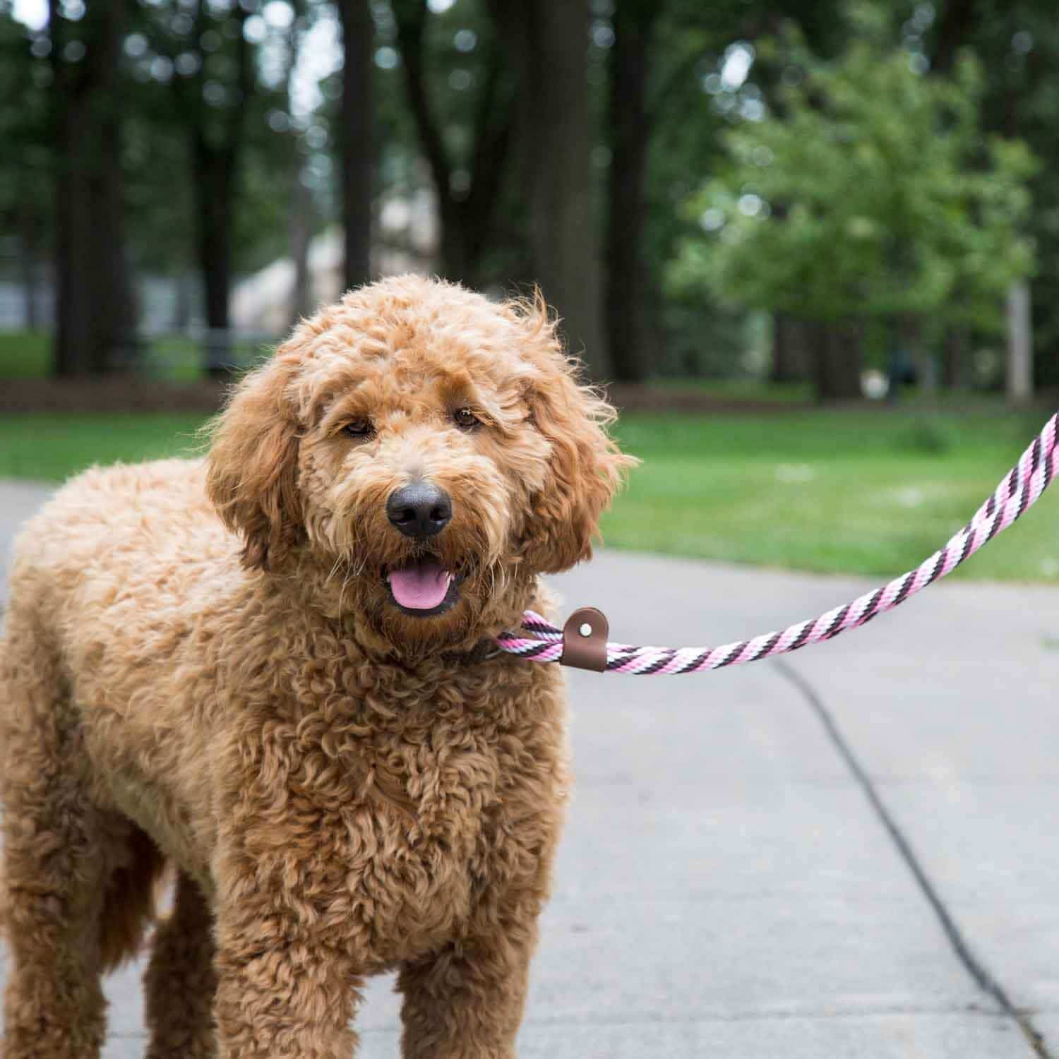 Rope Martingale Leash on Dog
