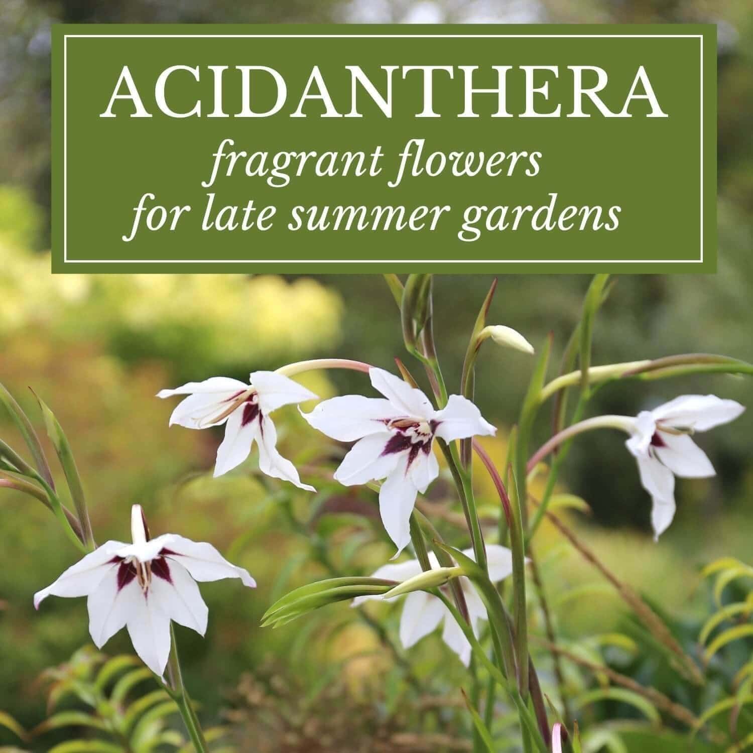 Acidanthera Fragrant Flowers for Late Summer - Longfield Gardens