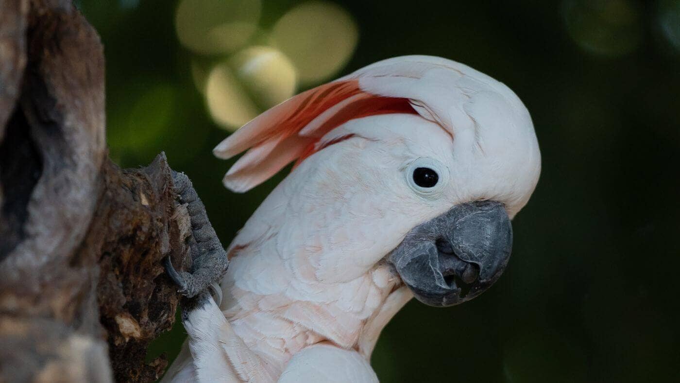 Moluccan Cockatoo