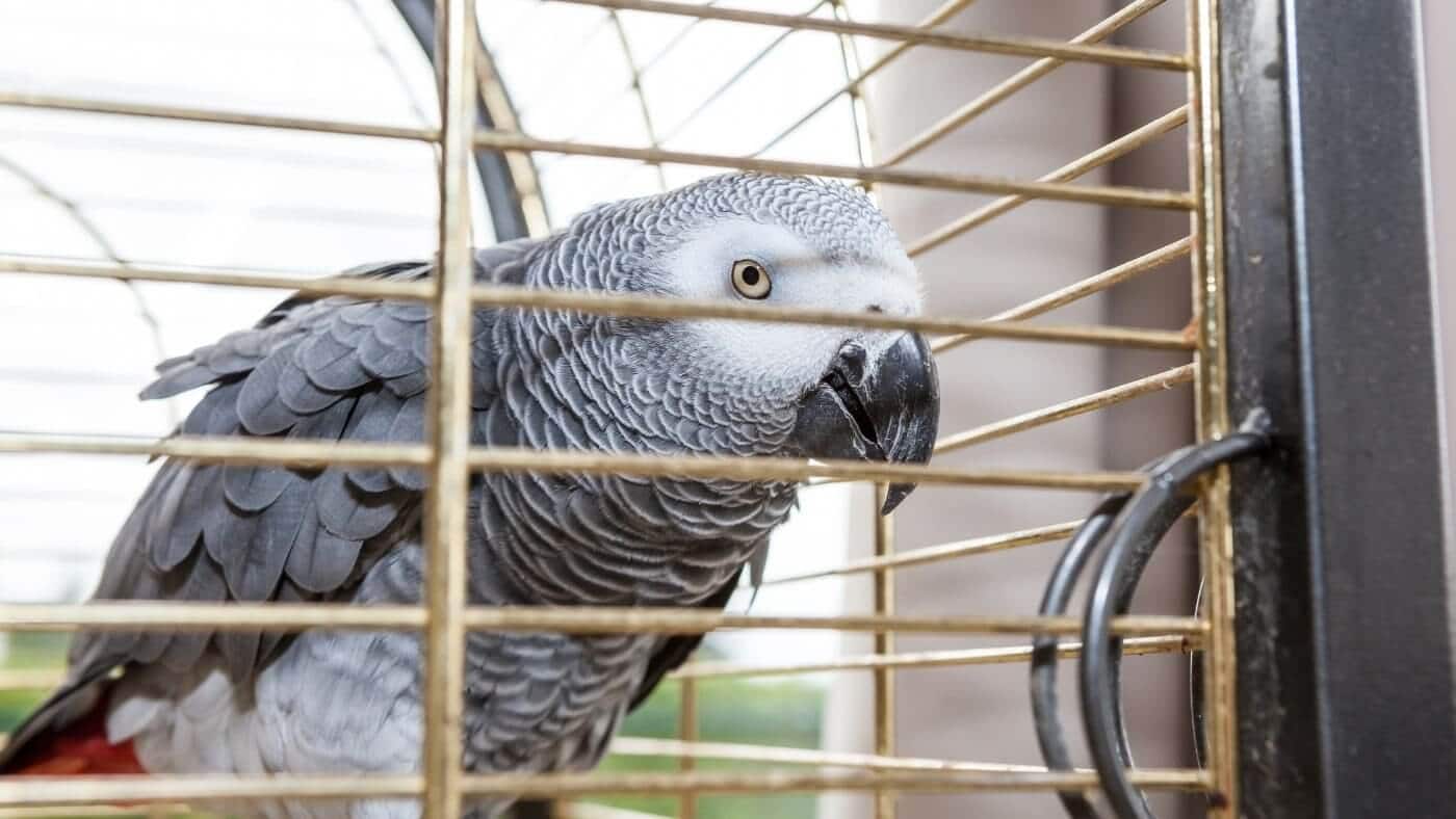 African Grey Parrot in a cage