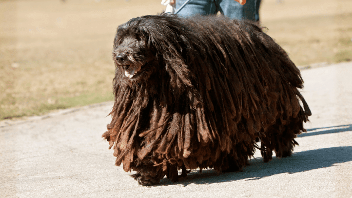 Bergamasco Temperament