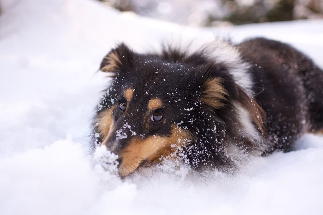 Best Dog Beds for Winter