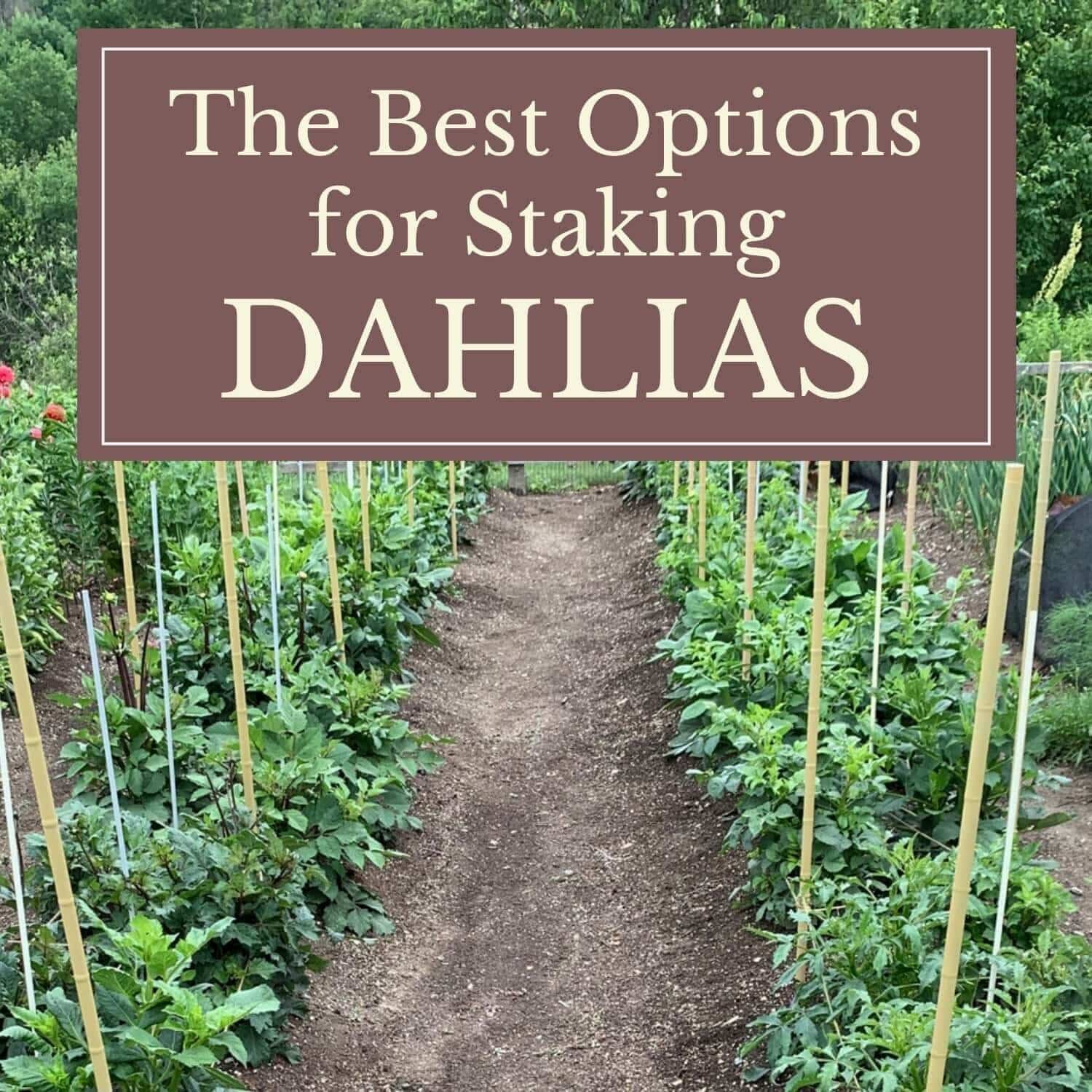 Best Options for Staking Dahlias - Longfield Gardens