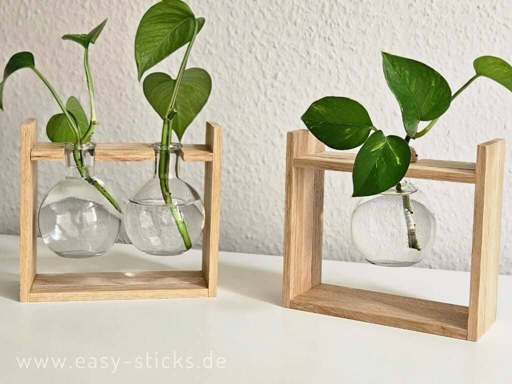 Pflanzenvermehrung mit Ablegern in Wasser