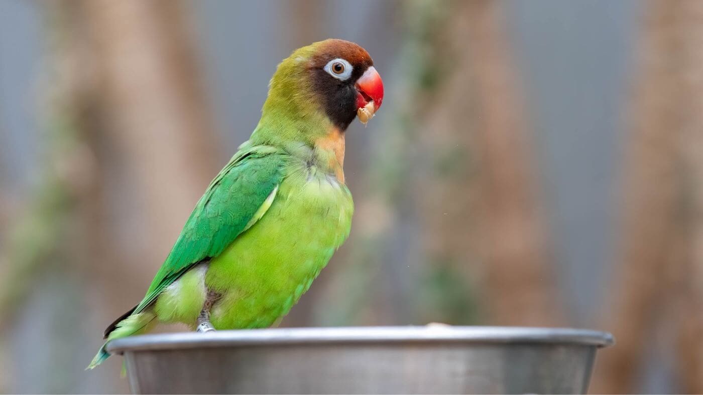 Feeding a Lovebird