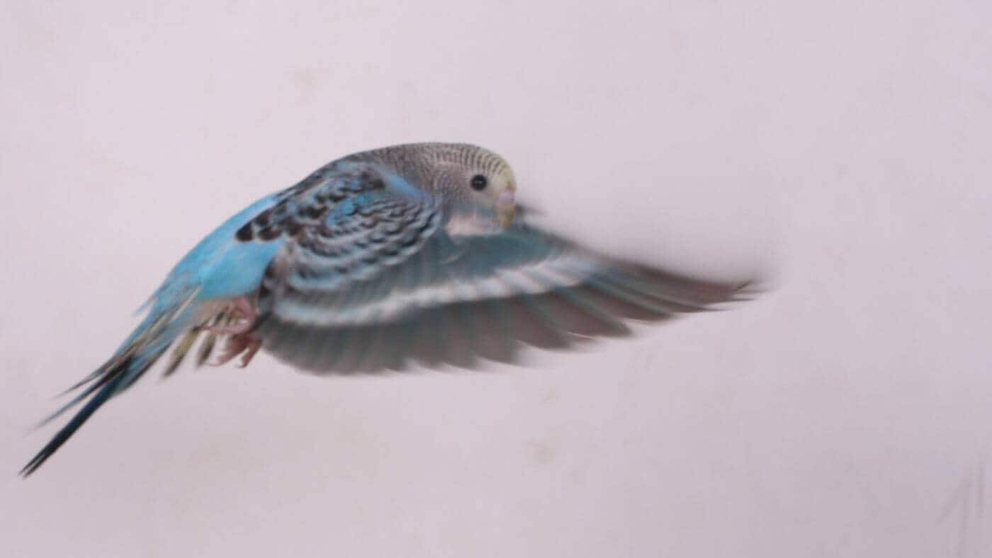 Budgie in flight