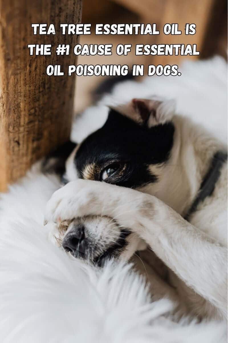 Dog covering his nose, with the text "tea tree essential oil is the #1 cause of essential oil poisoning in dogs". Essential oil safety for dogs by Miracle Botanicals.