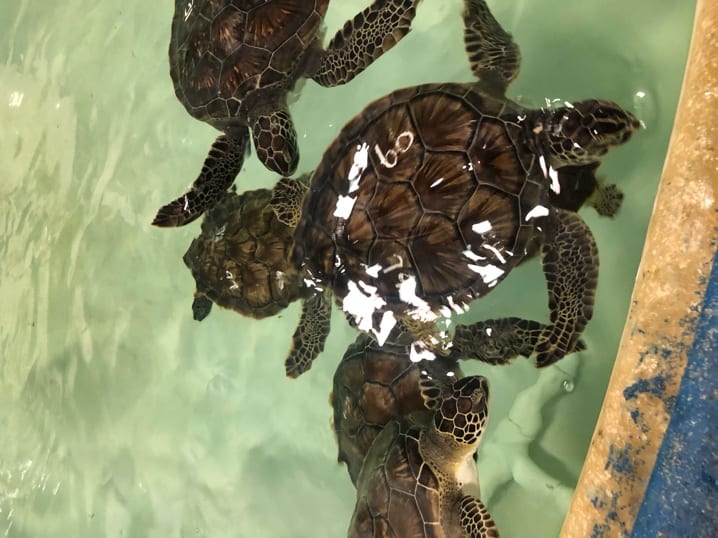 A group of turtles swimming in waterDescription automatically generated