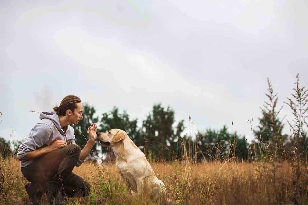 January is National Train Your Dog Month
