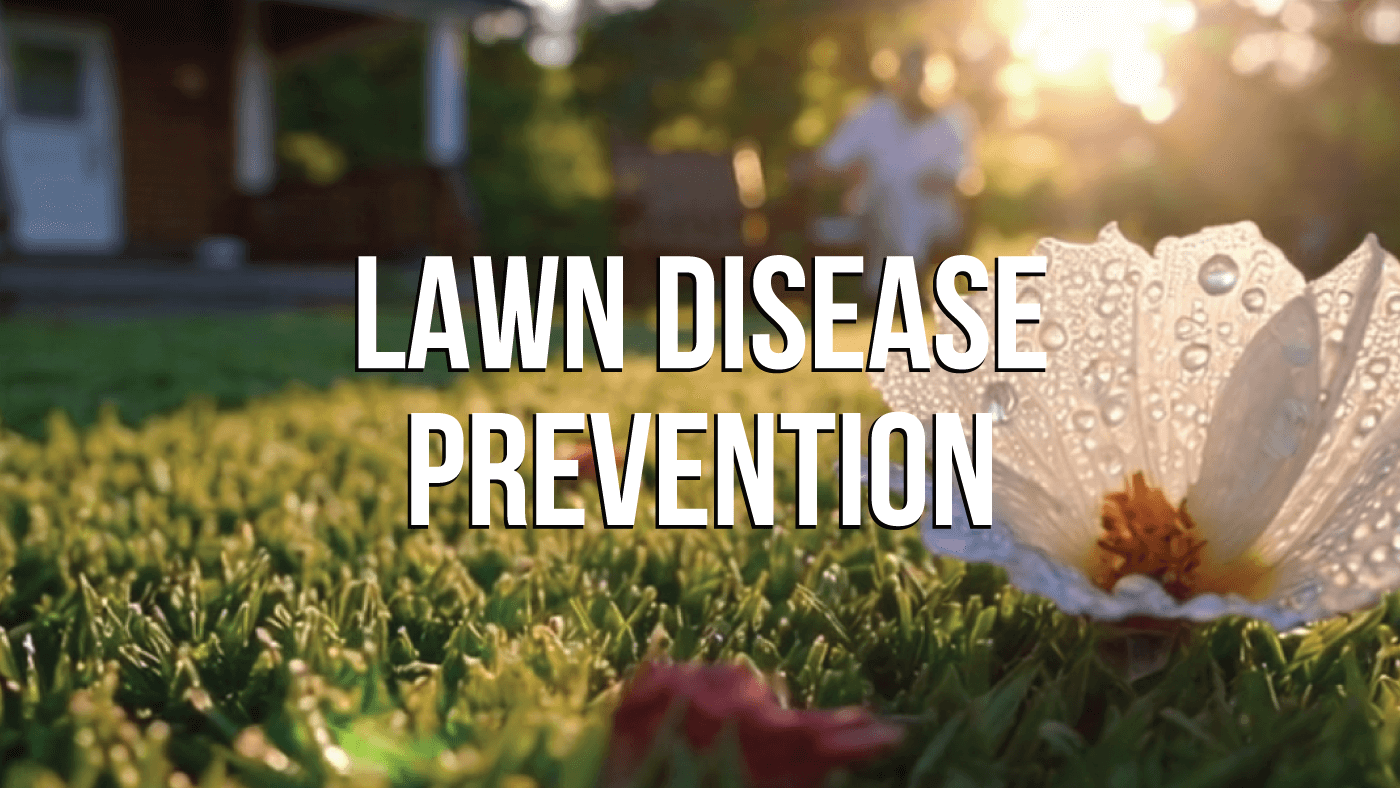Lawn Disease Prevention: Protect Your Lawn Like a Pro