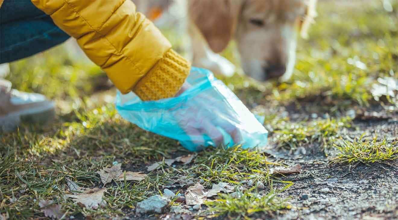 Top 10 Tips for Responsible Dog Parenting