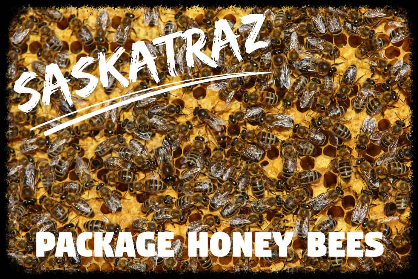 Saskatraz Package Honey Bees: Exceptional Attributes & Usage