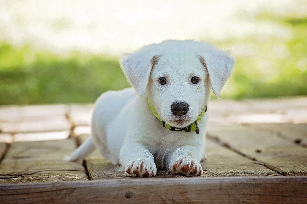 A Guide to Picking the Best Dog Bed for Your Dog