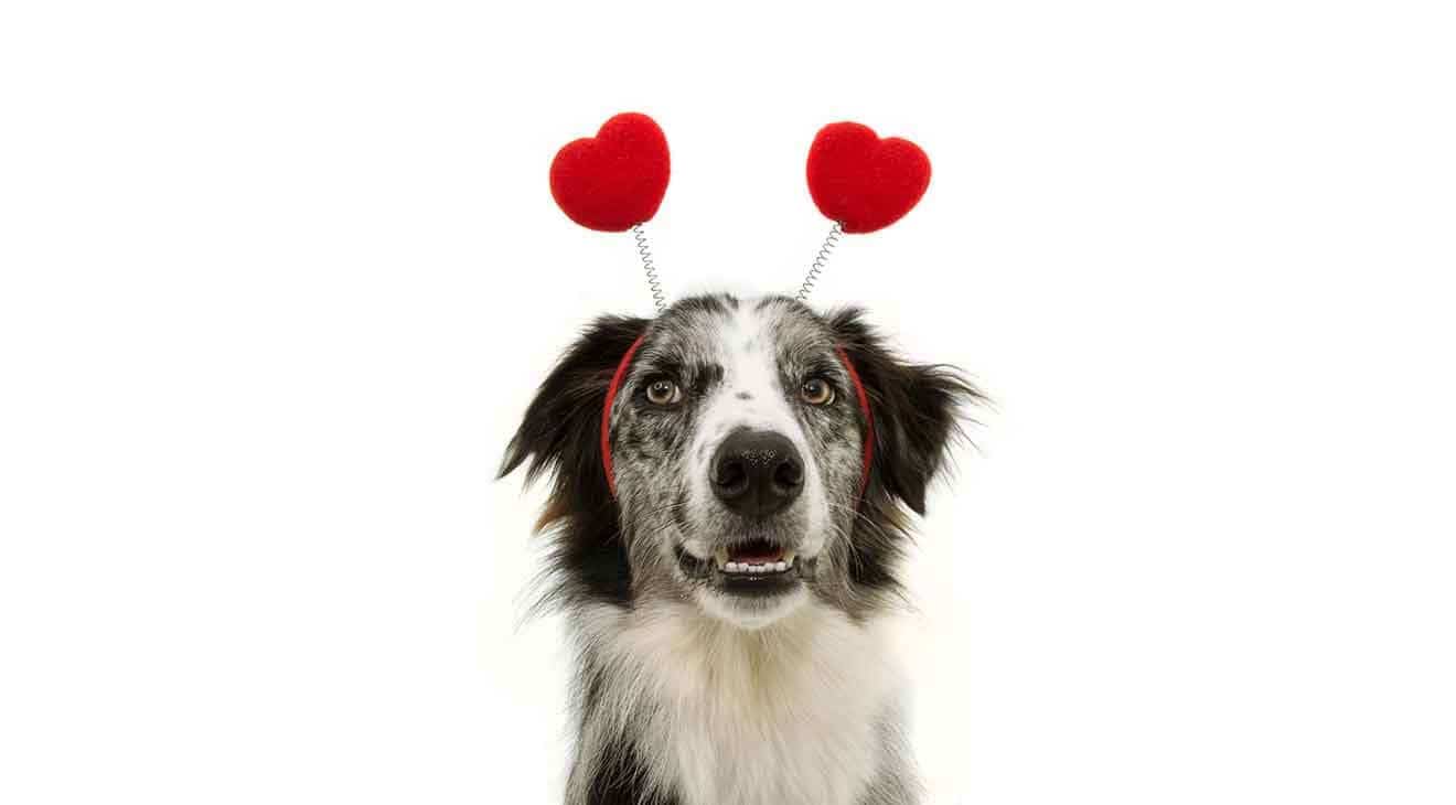 Valentine's Day: Ways to Show Your Dog You Love Him