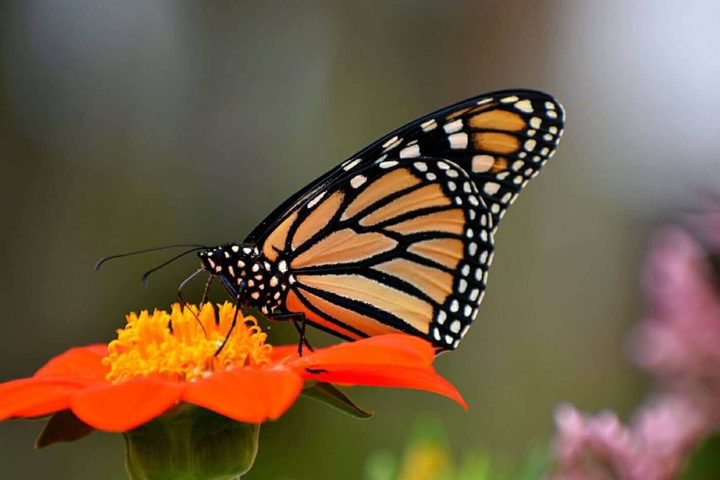 Monarch Butterfly