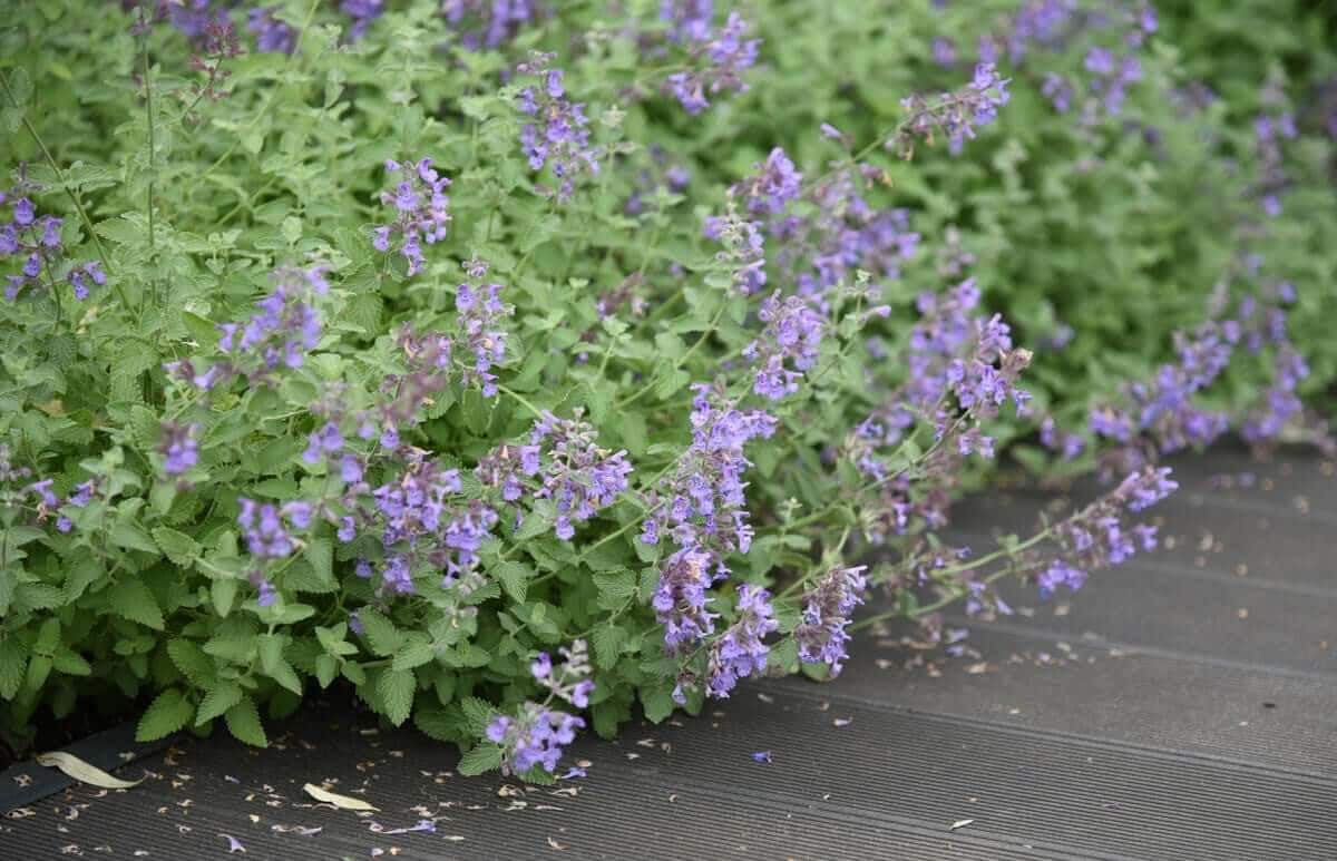 Best Ground Covers for Sun - Longfield Gardens
