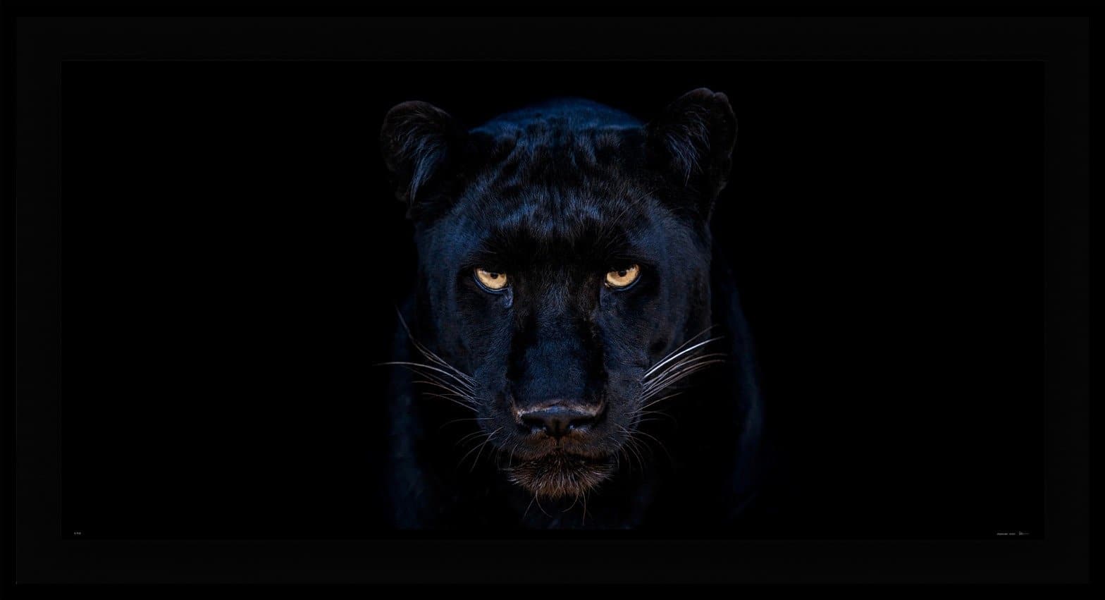 The Black Panther Club by David Yarrow – Fine art photograph of a black panther taken in Dinokeng, South Africa, 2025