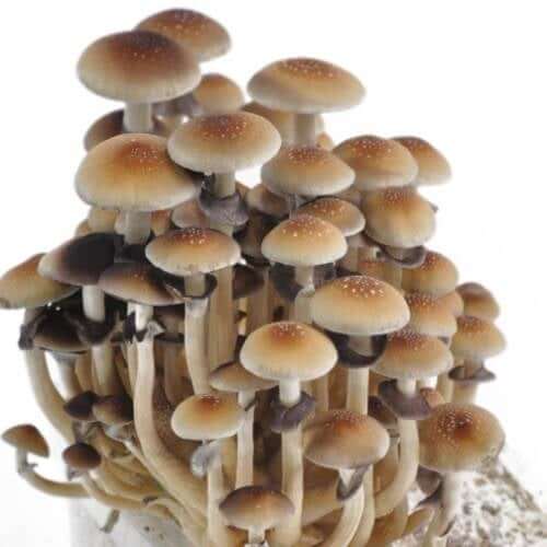 Golden Teacher