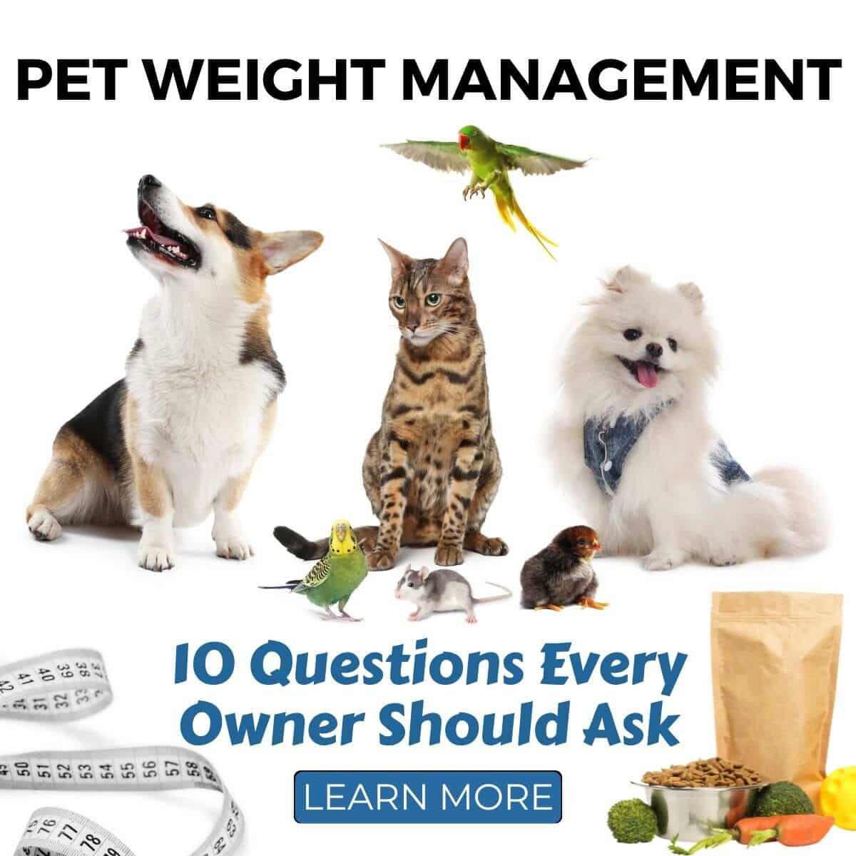 Pet Weight Management: 10 Questions Every Owner Should Ask