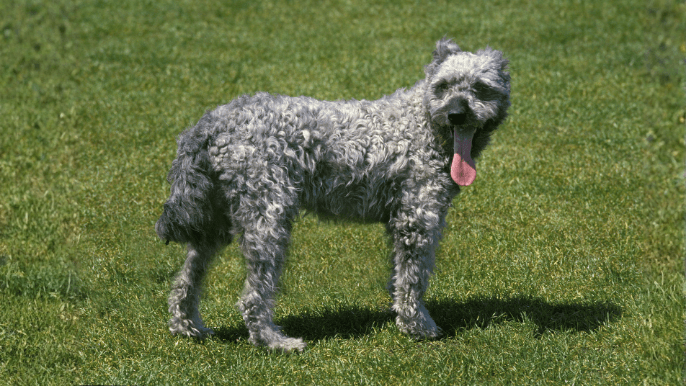 Pumi Temperament