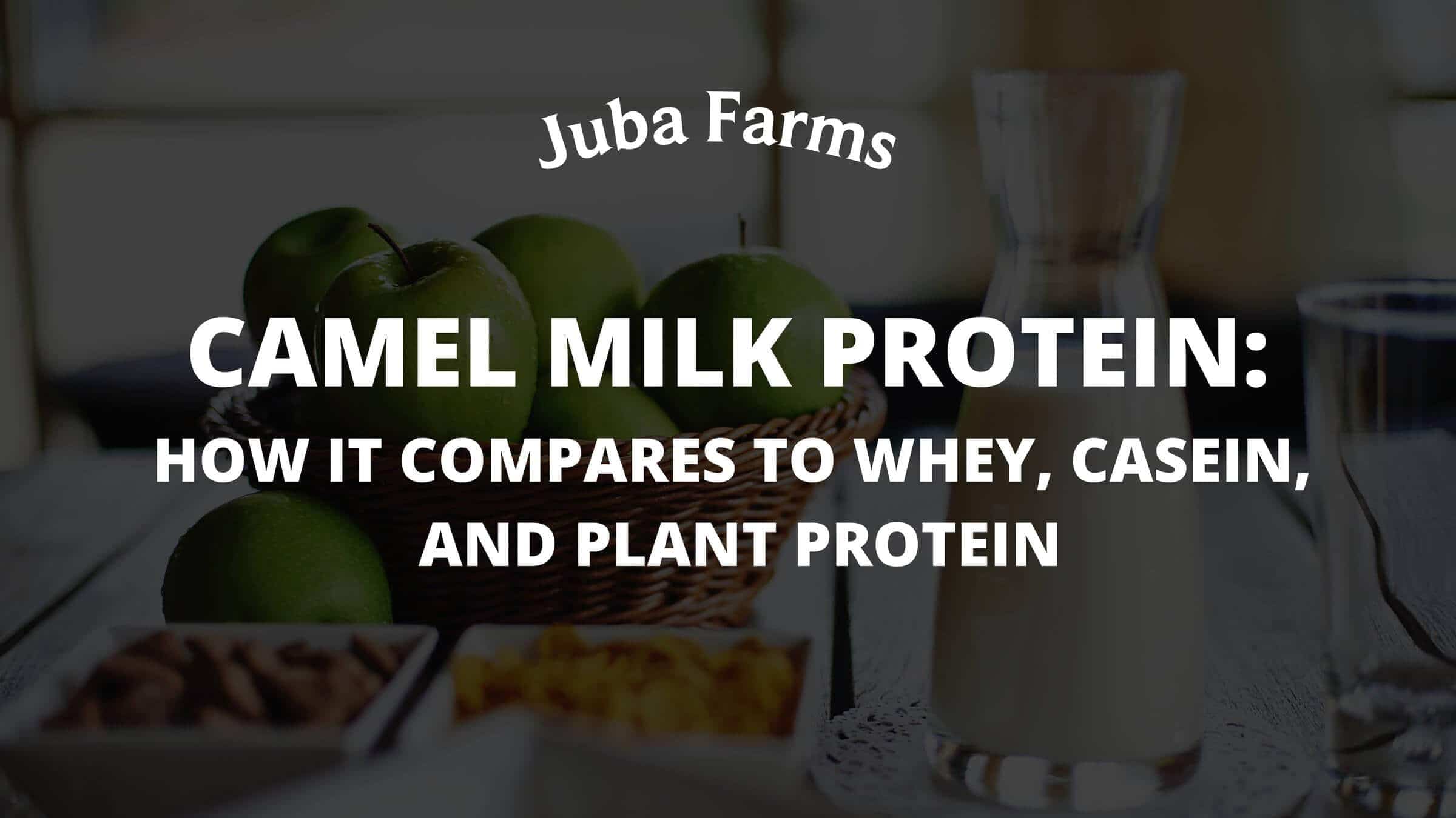 Camel Milk Protein vs Whey and Plant Protein