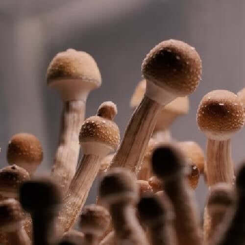 Golden Teacher Spores