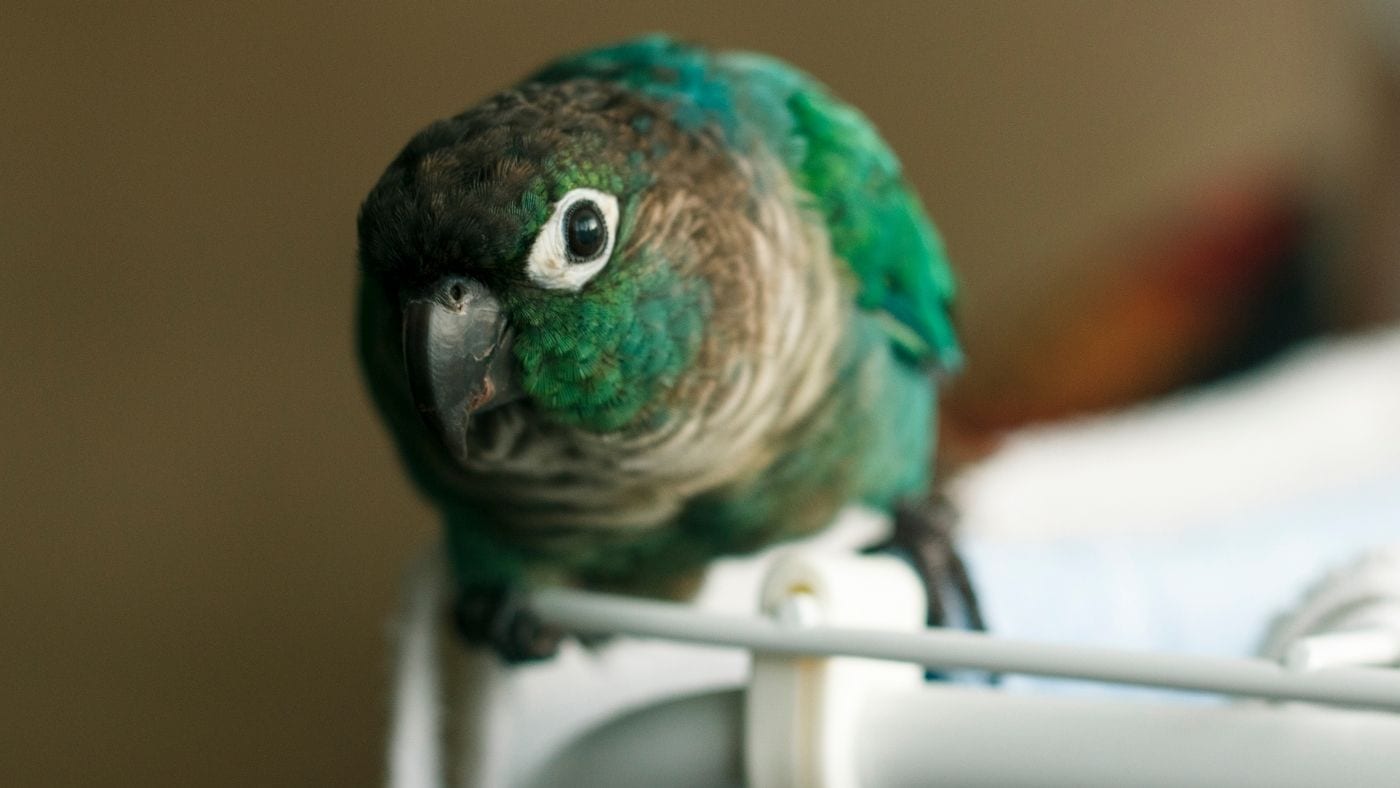 "Green-cheeked conure resting on a cage, illustrating the importance of a calm environment and gentle routines when calming a stressed parrot.
