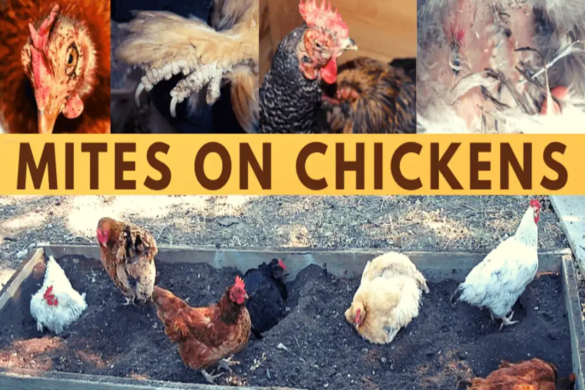 Chicken Mites