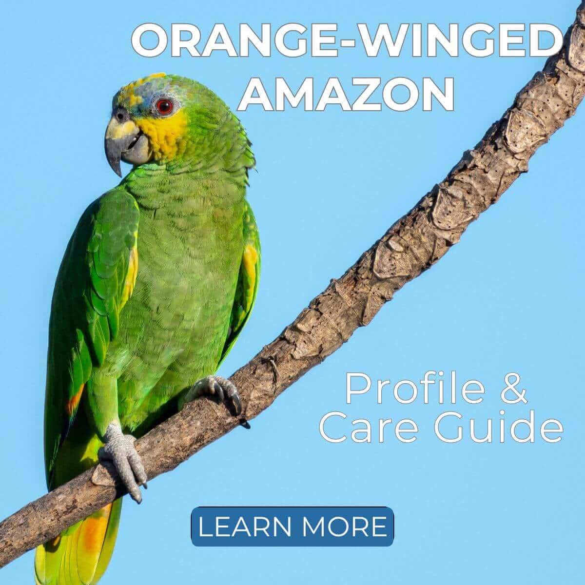 Orange-Winged Amazon Profile & Care Guide