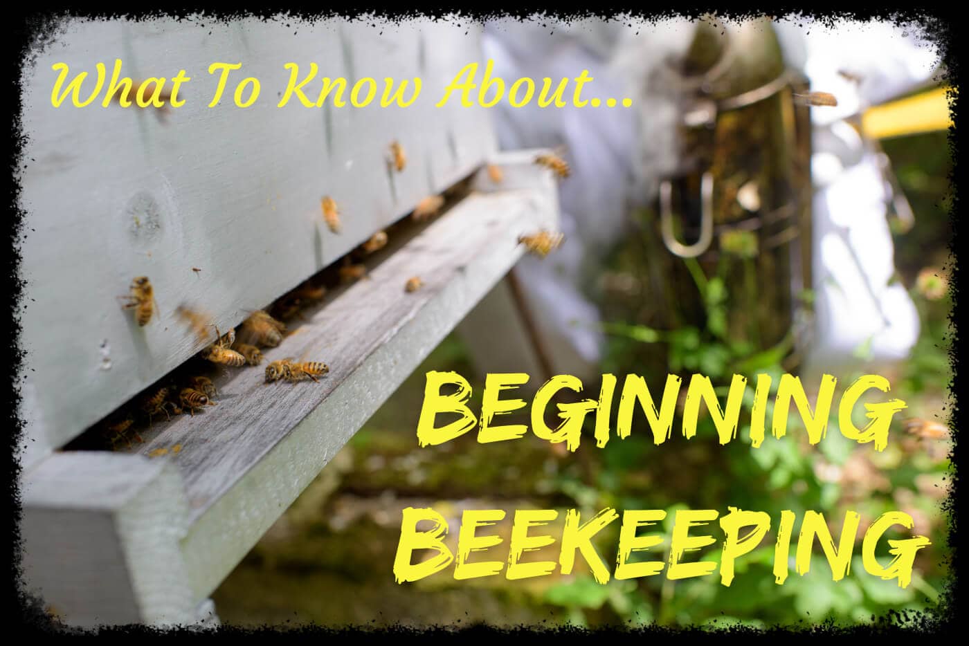 What To Know About Beginning Beekeeping