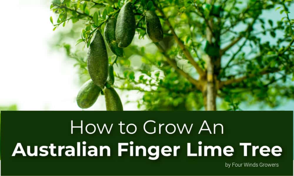 How to Grow an Australian Finger Lime Tree