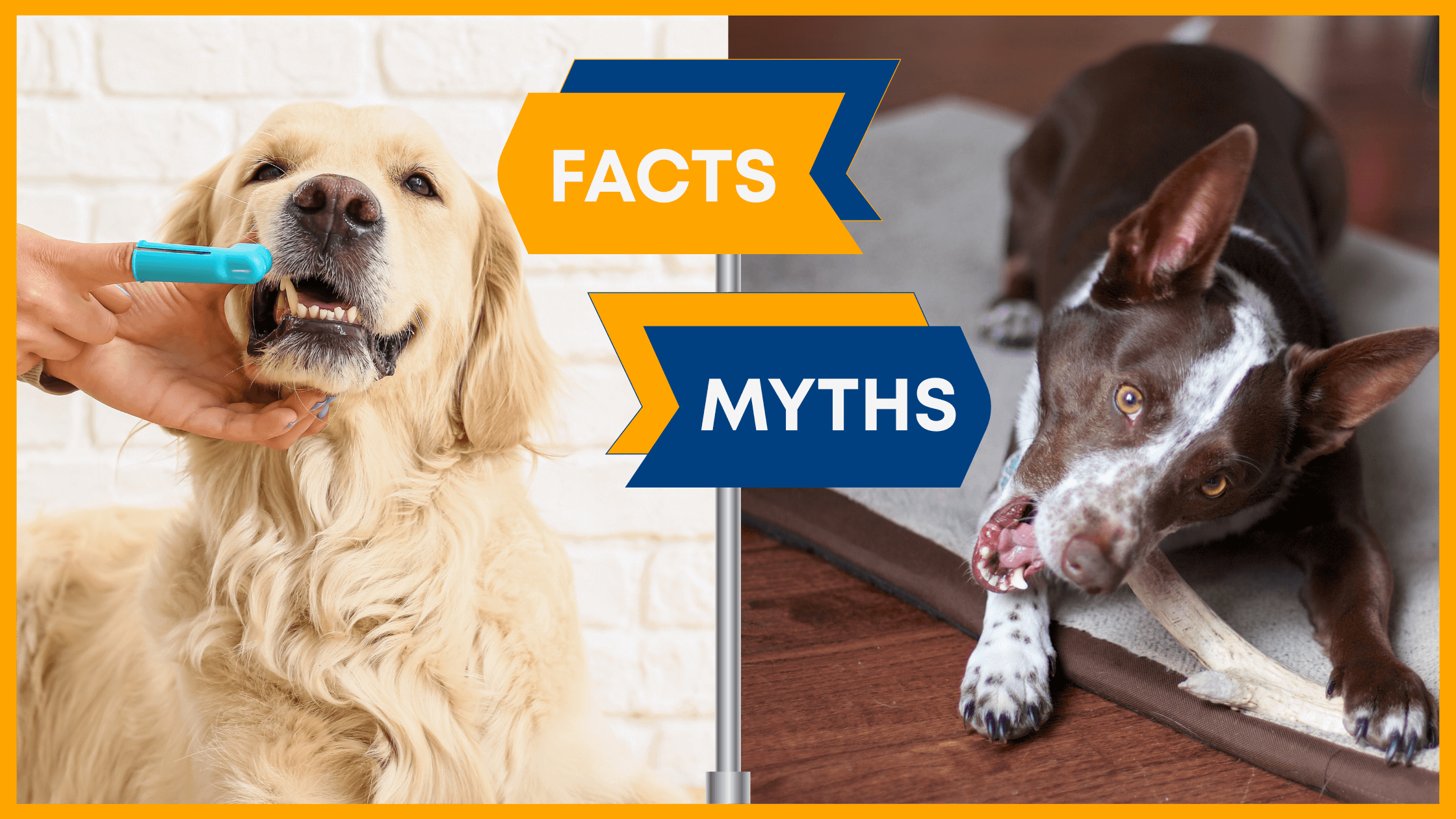 Myth vs. Fact: Tall Tales About Pet Health—Busted!